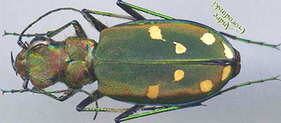 http://www.gorodinski.ru/cicindela/Cicindela rhodoterena.jpg